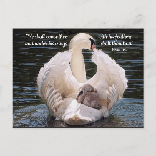 Sous ses ailes cygne portant cygnet Carte postale (Devant)