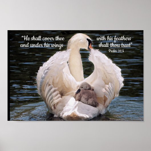 Sous ses ailes cygne portant cygnet Poster (Devant)