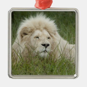 South Africa, East London, Inkwenkwezi Private Metalen Ornament