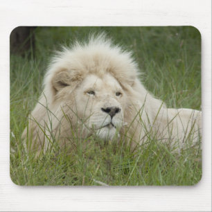 South Africa, East London, Inkwenkwezi Private Muismat