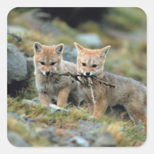 South America, Chile, Torres del Paine National Vierkante Sticker
