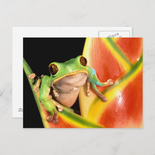 South America, Ecuador, Amazon. Tree frog Briefkaart (Voorkant / Achterkant)