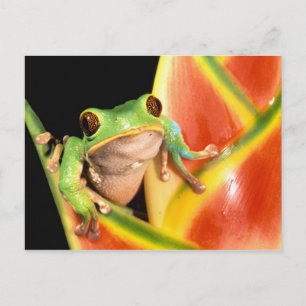 South America, Ecuador, Amazon. Tree frog Briefkaart