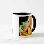 South America, Ecuador, Amazon. Tree frog Mok (Voorkant rechts)