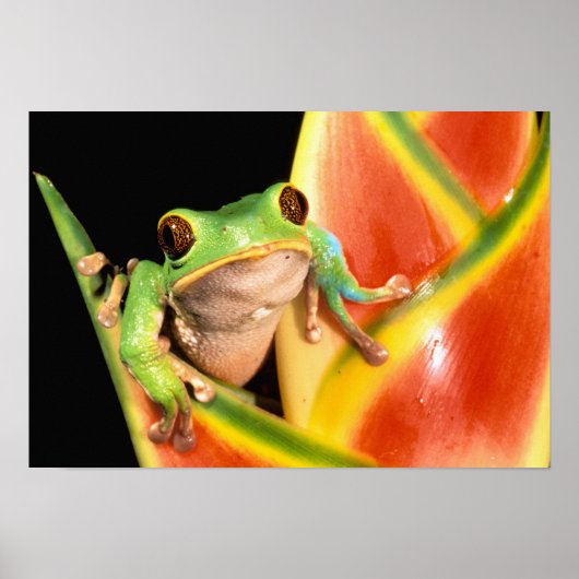 South America, Ecuador, Amazon. Tree frog Poster (Voorkant)