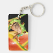 South America, Ecuador, Amazon. Tree frog Sleutelhanger (achterkant)