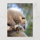 South American Coati sur la carte postale (Devant)