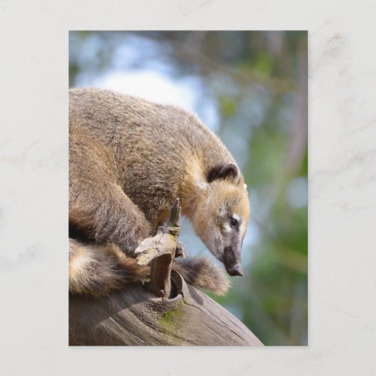 South American Coati sur la carte postale (Devant)