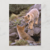 South American Gray Fox (Lycalopex griseus) pair Briefkaart (Voorkant)