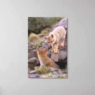 South American Gray Fox (Lycalopex griseus) pair Canvas Afdruk