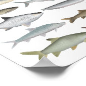 South Asia Freshwater Fish Group Poster (Hoek)