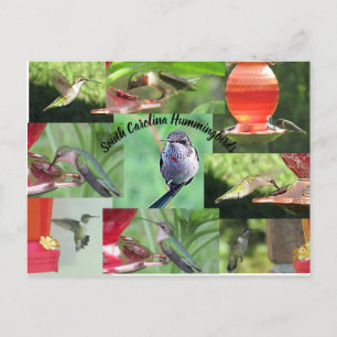 South Carolina Hummingbirds Briefkaart