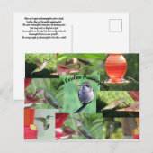 South Carolina Hummingbirds Briefkaart (Voorkant / Achterkant)