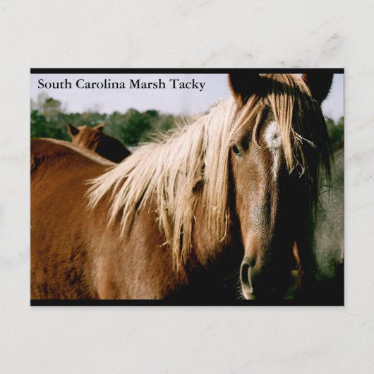 South Carolina Marsh Tacky Briefkaart (Voorkant)