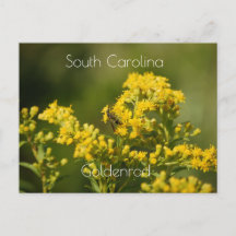 South Carolina State Flower Goldenrod