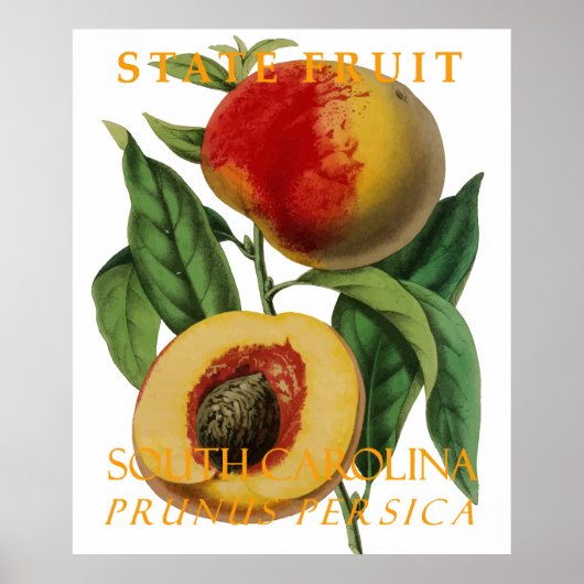 South Carolina Territory Fruit: De perzik Poster (Voorkant)