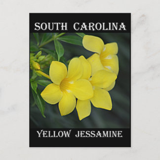 South Carolina Yellow Jessamine Briefkaart