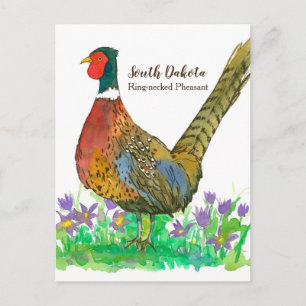South Dakota Ring Necked Pheasant Pasque Flower Briefkaart
