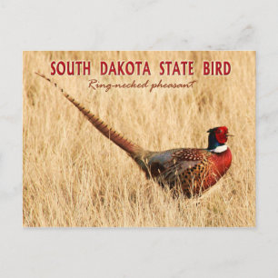 South Dakota State Bird: Ring-necked fazant Briefkaart