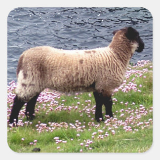 South Devon Coast Lamb Staande in Pinks Vierkante Sticker