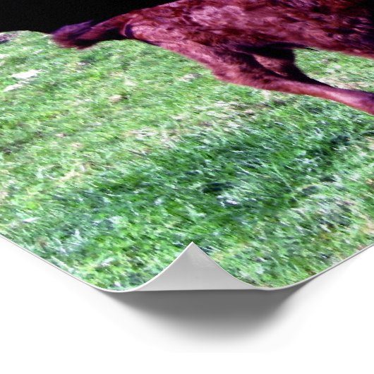 South Devon Ruby Red Koe en Young Calf Poster (Hoek)