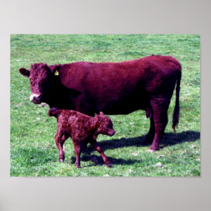 South Devon Ruby Red Koe en Young Calf Poster