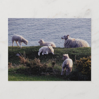 South Devon Sheep And Lambs On Remote Coastline Briefkaart