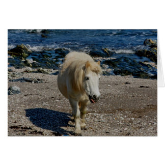 South Devon Shetland Pony loopt op afgelegen stran