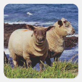 South Devon Twee lammeren op Coast Path Cliff Edge Vierkante Sticker