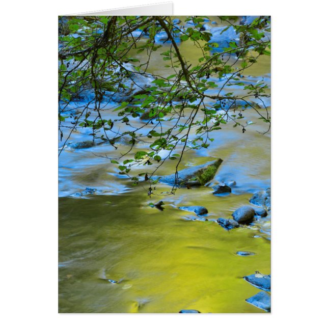 South Fork Wilson River, Oregon (Devant)