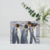 South Georgia. King Penguins Briefkaart (Staand voorkant)