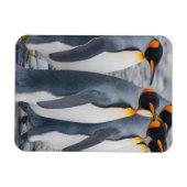South Georgia. King Penguins Magneet (Horizontaal)