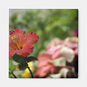 South Pacific, French Polynesia, Society 2 Magneet