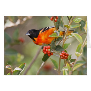 South Padre Island, Texas, États-Unis, Oriole de B