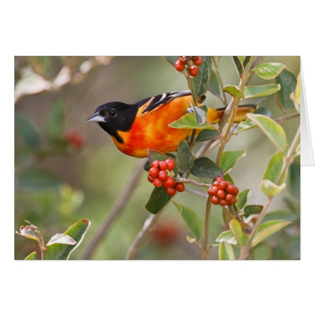 South Padre Island, Texas, VS, Baltimore Oriole (Voorkant Horizontaal)