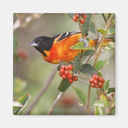 South Padre Island, Texas, VS, Baltimore Oriole Magneet (Voorkant)