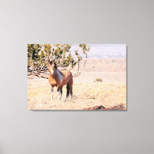 South Steens Wild Horse Canvas Afdruk (Voorkant)