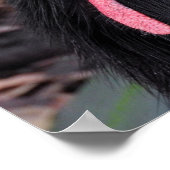 Southern Cassowary Poster (Hoek)