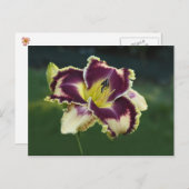 Southern Dazzle Briefkaart (Voorkant / Achterkant)