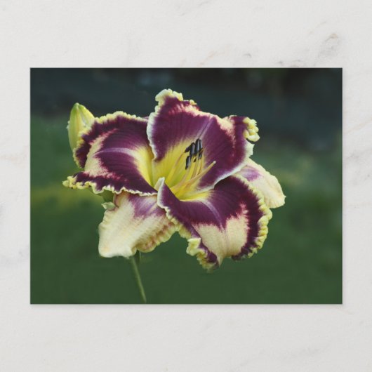 Southern Dazzle Briefkaart (Voorkant)