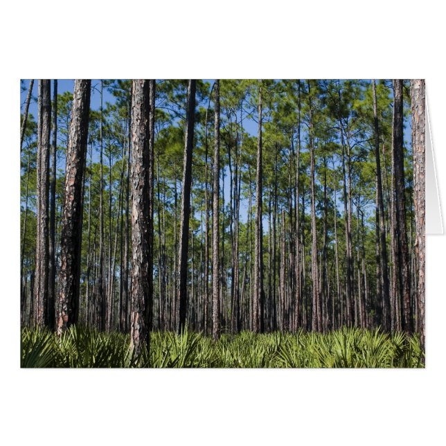 Southern Forest Card (Voorkant Horizontaal)