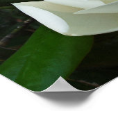 Southern Magnolia 3 Poster (Hoek)
