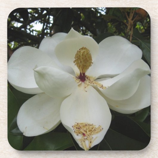 Southern Magnolia Blossom Onderzetter Set (Voorkant)