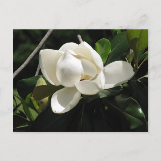 Southern Magnolia Briefkaart