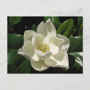 Southern Magnolia Briefkaart