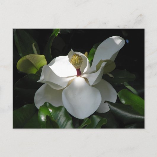 Southern Magnolia Briefkaart (Voorkant)