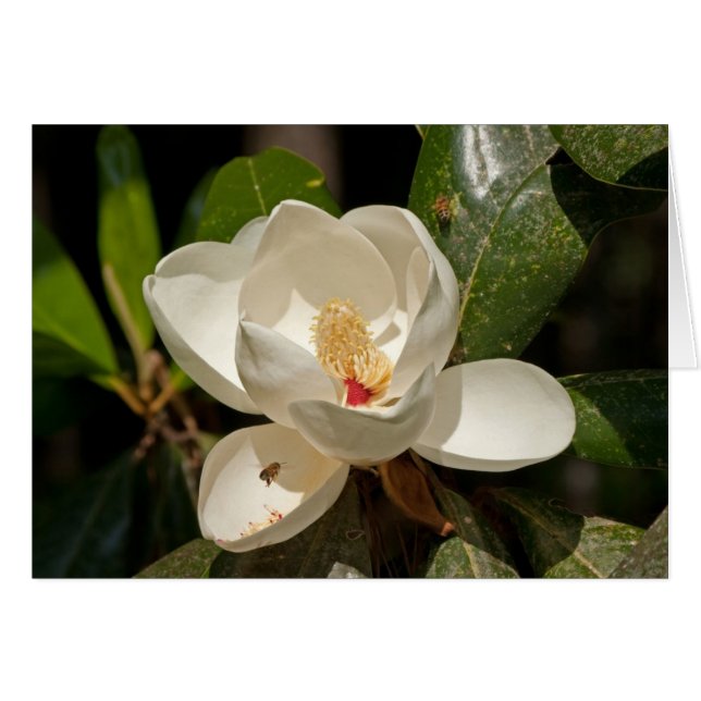 Southern Magnolia Flower (Voorkant Horizontaal)