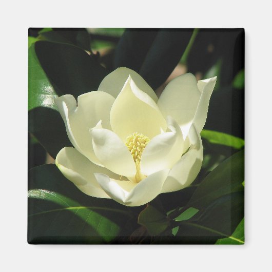 Southern Magnolia Magneet (Voorkant)