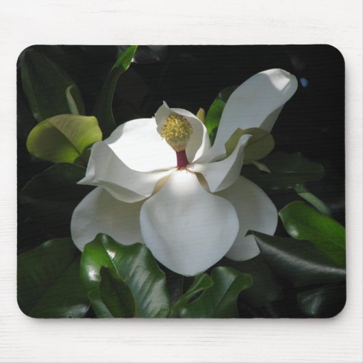 Southern Magnolia Muismat (Voorkant)
