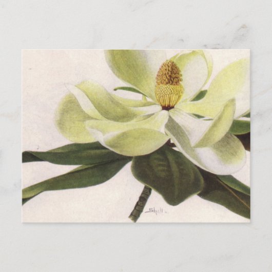 Southern Magnolia Post Card Briefkaart (Voorkant)